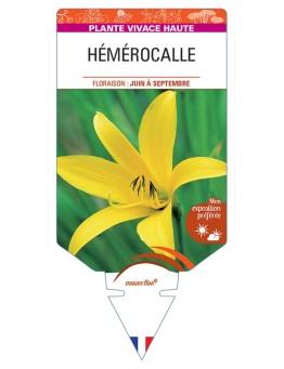 HEMEROCALLIS (citrina)