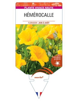 HEMEROCALLIS (jaune)