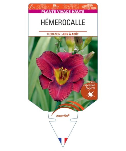 HEMEROCALLIS (violet)