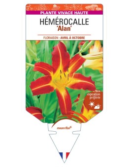 HEMEROCALLIS Alan