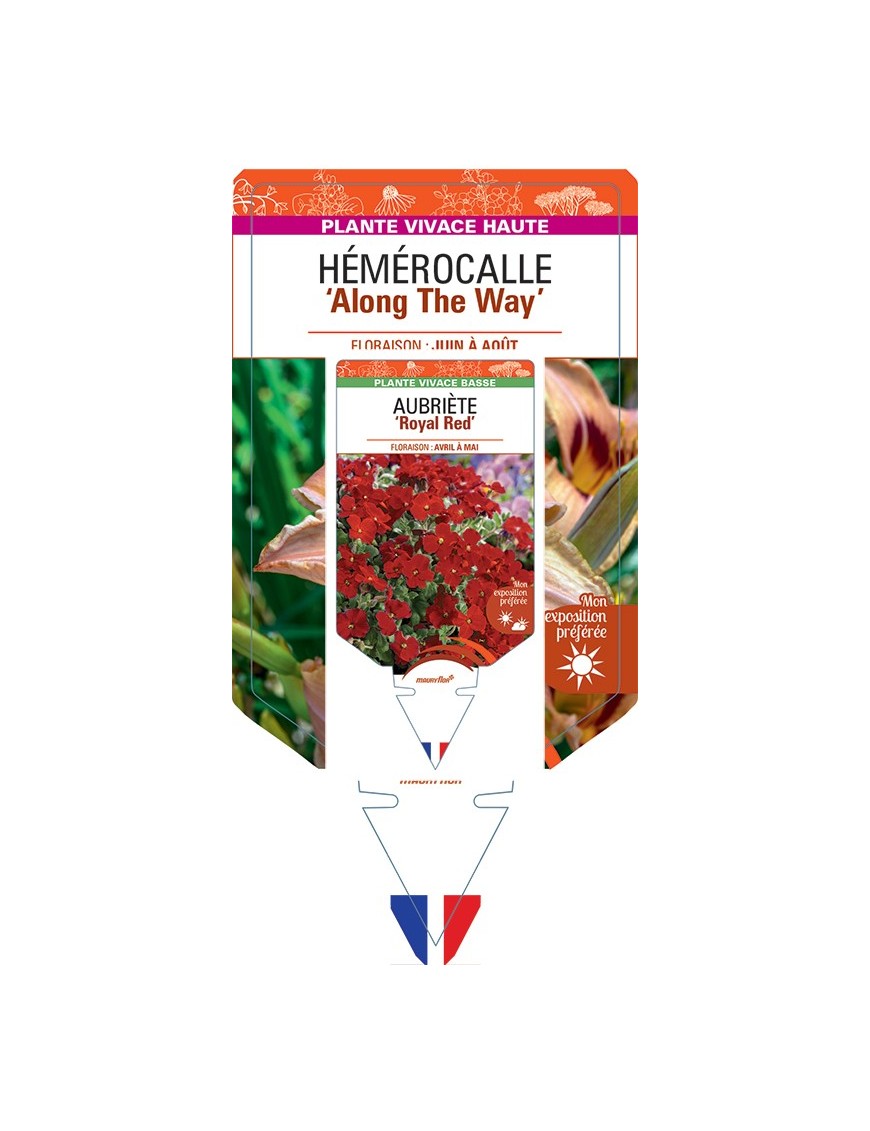 HEMEROCALLIS Along The Way