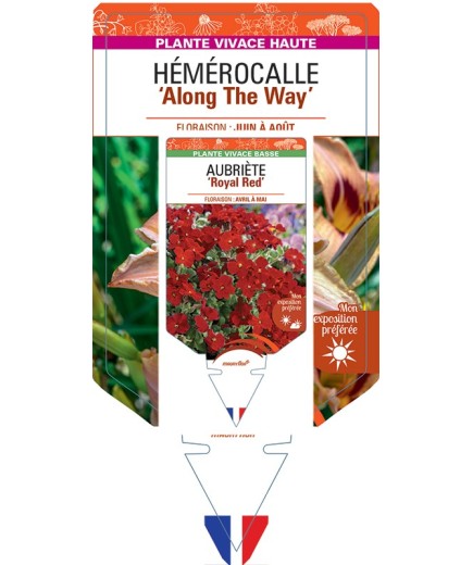 HEMEROCALLIS Along The Way