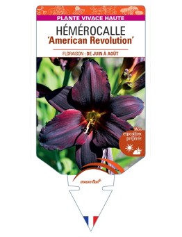 HEMEROCALLIS American Revolution