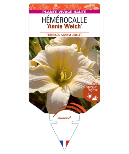 HEMEROCALLIS Annie Welch