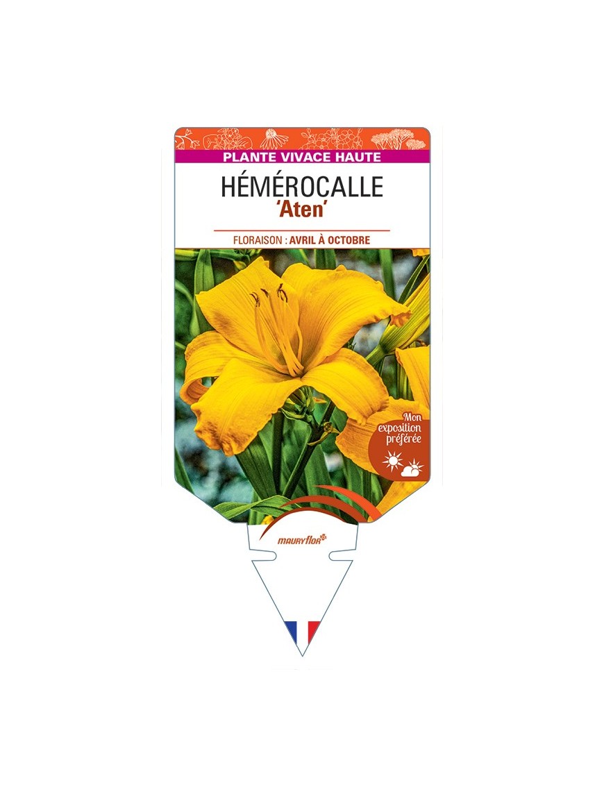 HEMEROCALLIS Aten