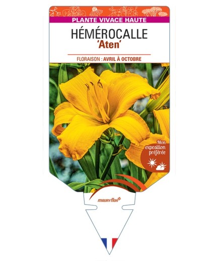 HEMEROCALLIS Aten