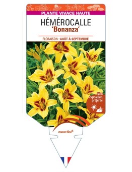 HEMEROCALLIS Bonanza