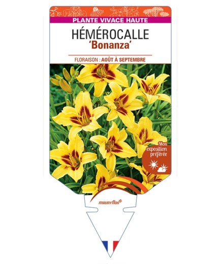 HEMEROCALLIS Bonanza