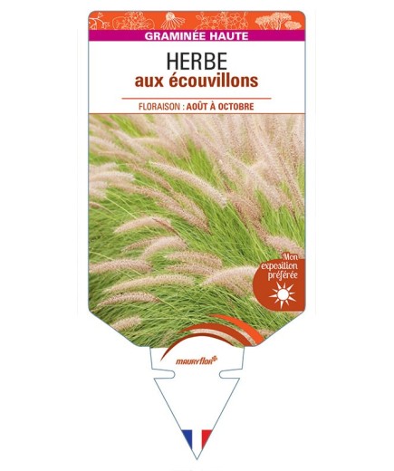 PENNISETUM alopecuroides voir HERBE aux écouvillons *