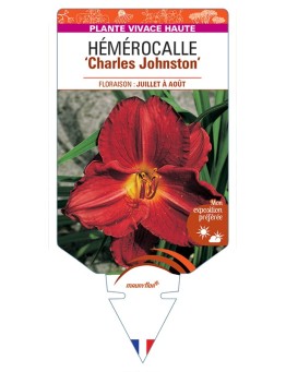 HEMEROCALLIS Charles Johnston