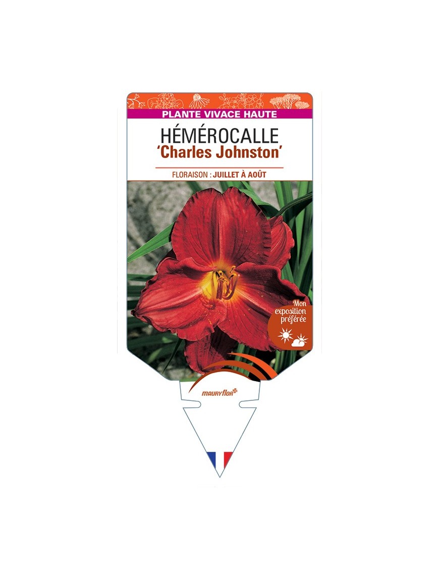 HEMEROCALLIS Charles Johnston