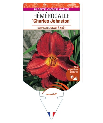 HEMEROCALLIS Charles Johnston