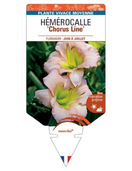 HEMEROCALLIS Chorus Line