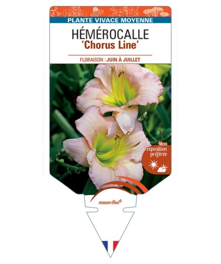 HEMEROCALLIS Chorus Line