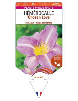 HEMEROCALLIS Chosen Love
