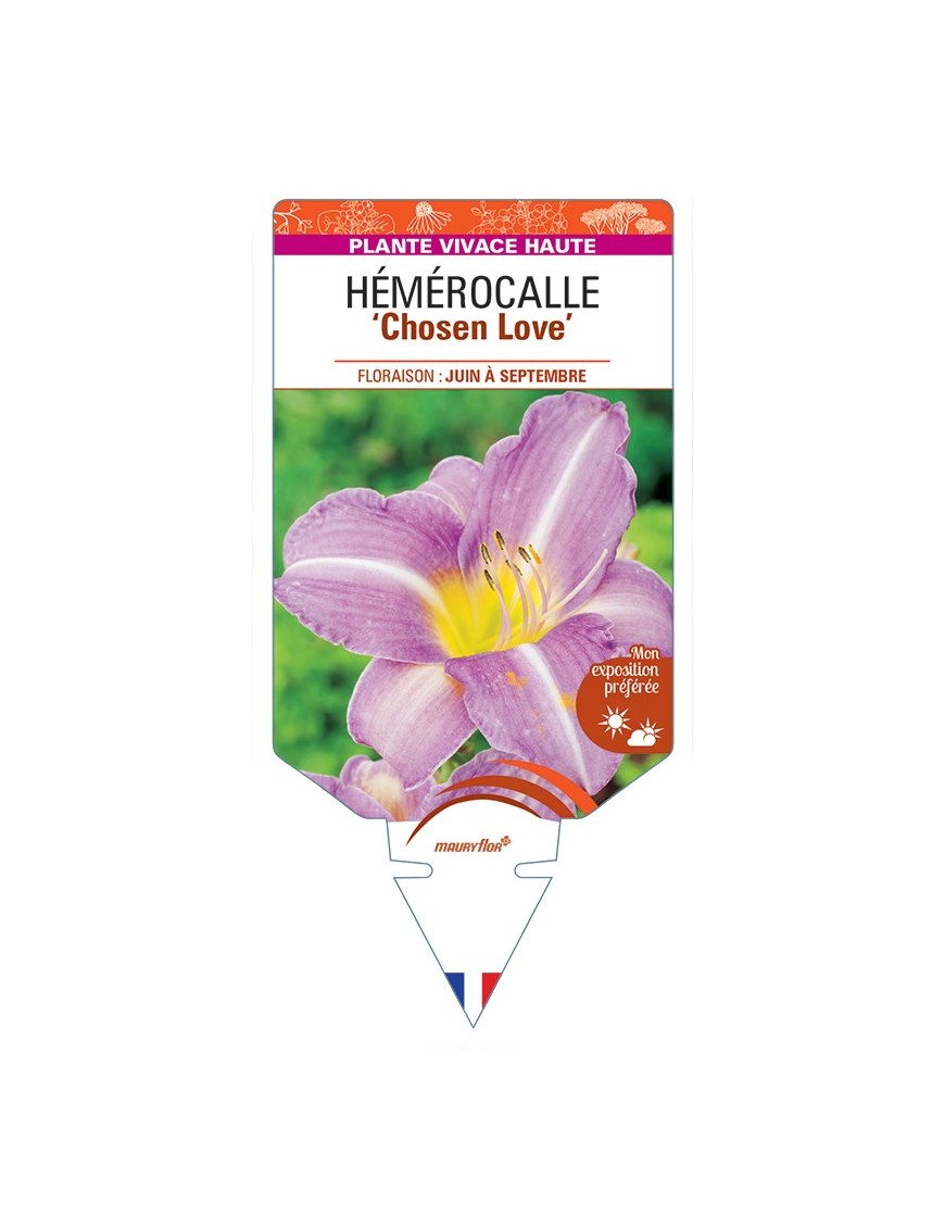 HEMEROCALLIS Chosen Love