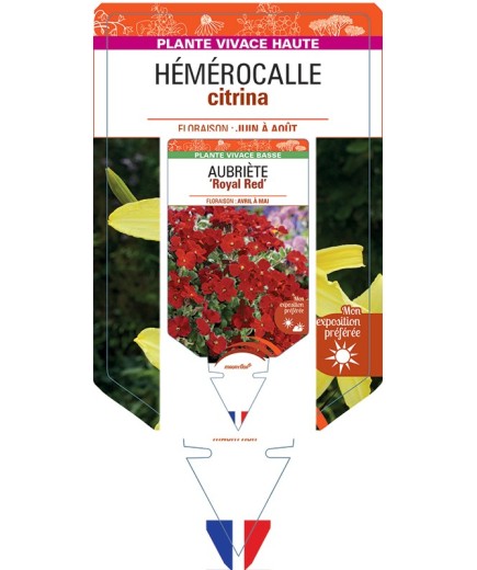 HEMEROCALLIS citrina