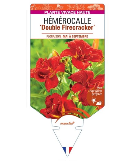 HEMEROCALLIS Double Firecracker
