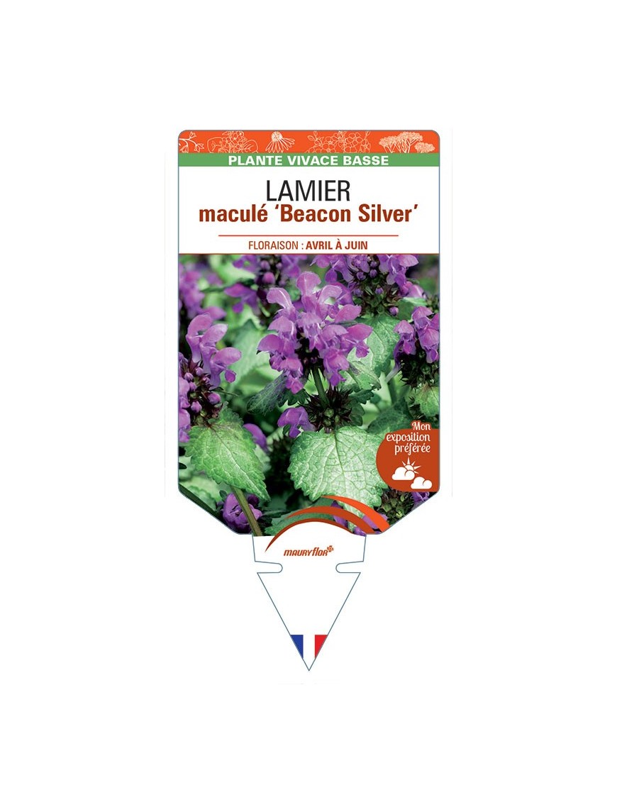 LAMIUM maculatum 'Beacon SIlver' voir LAMIER *