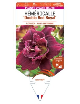 HEMEROCALLIS Double Red Royal