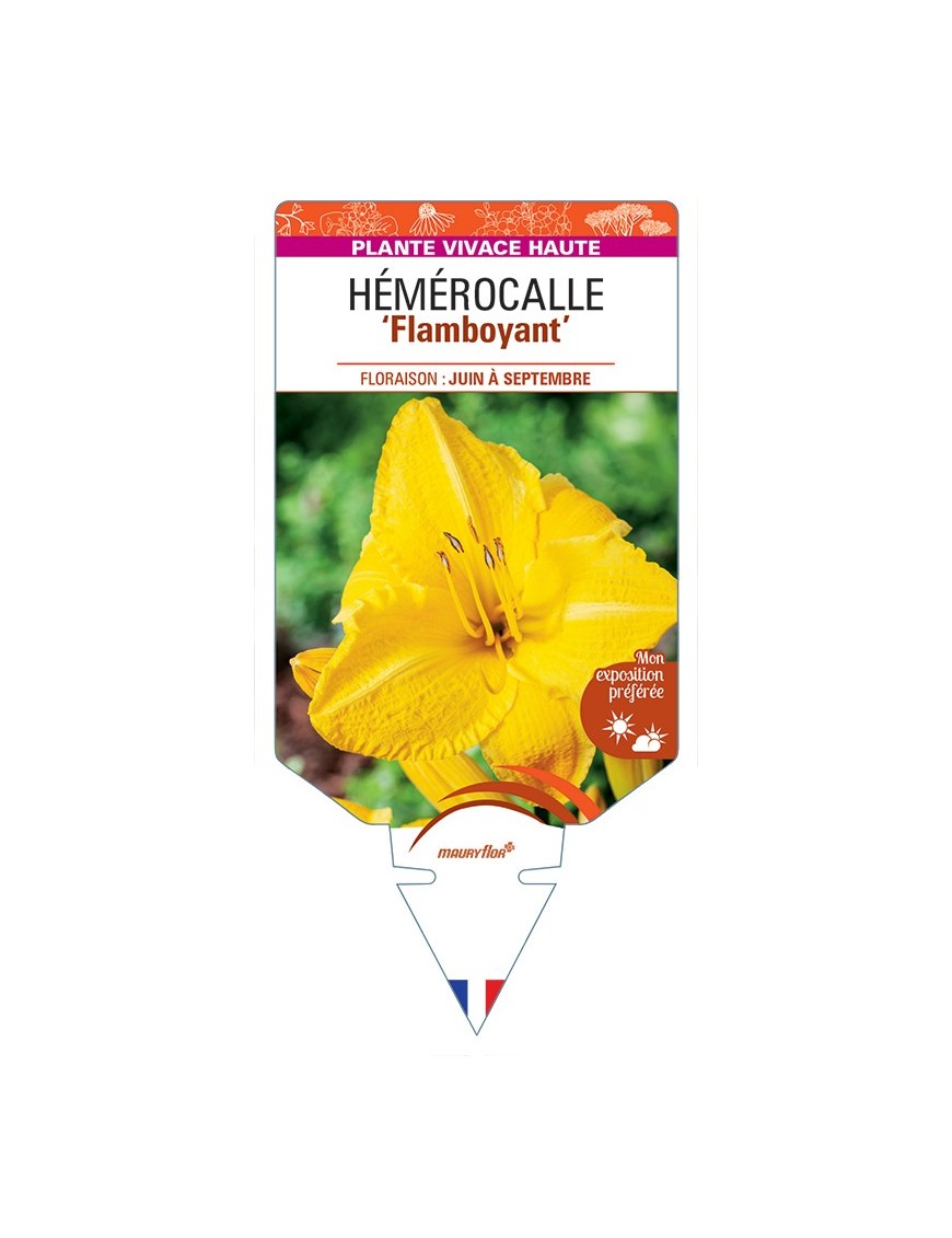 HEMEROCALLIS Flamboyant