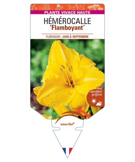 HEMEROCALLIS Flamboyant