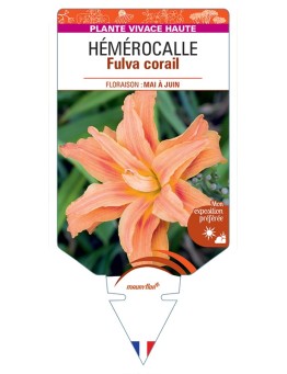 HEMEROCALLIS Fulva corail