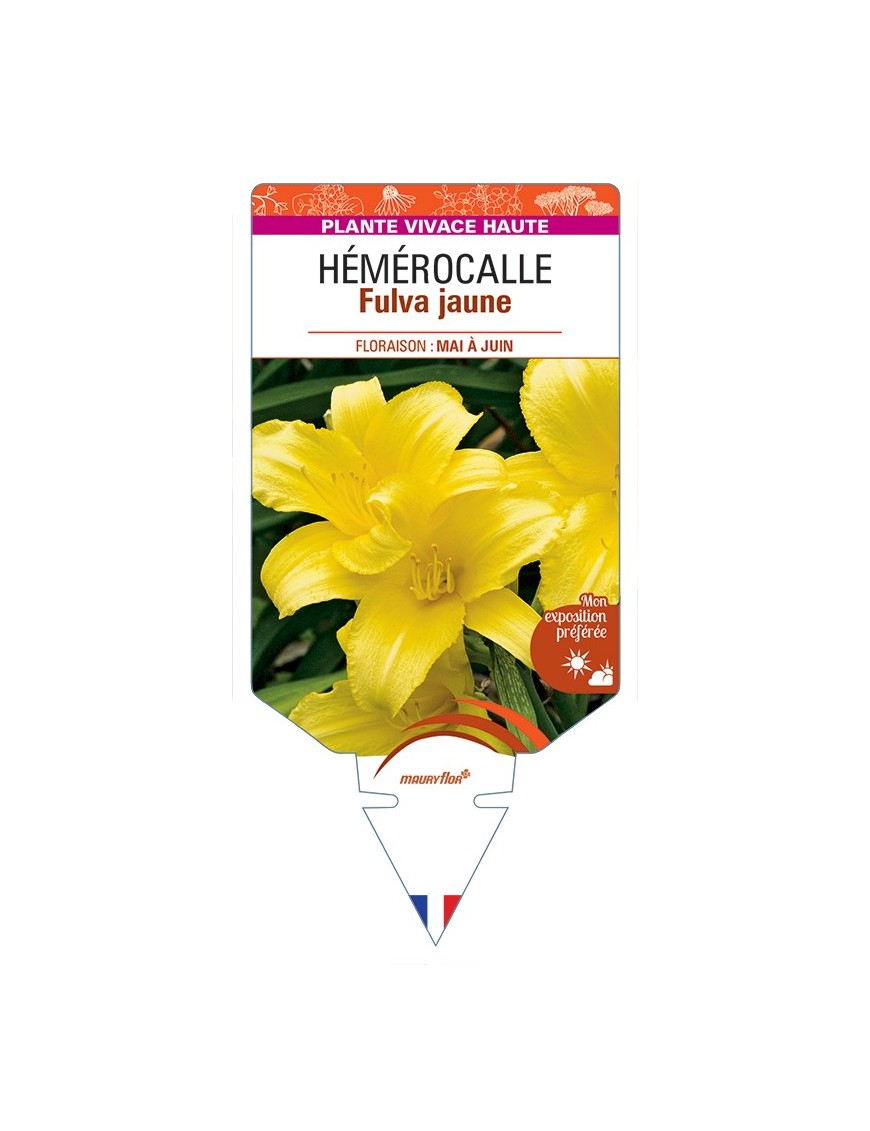 HEMEROCALLIS Fulva jaune