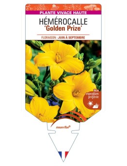 HEMEROCALLIS Golden Prize
