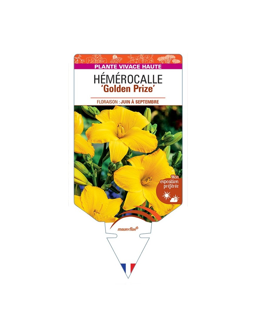 HEMEROCALLIS Golden Prize