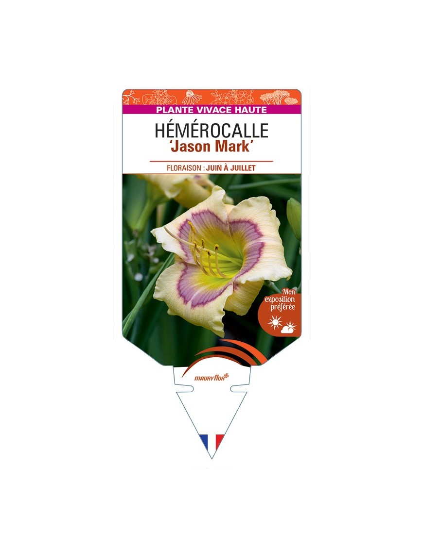 HEMEROCALLIS Jason Mark