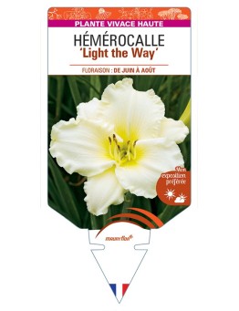 HEMEROCALLIS Light the Way