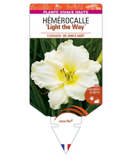 HEMEROCALLIS Light the Way