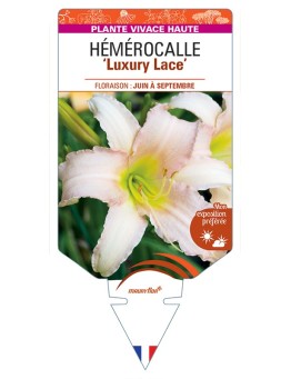 HEMEROCALLIS Luxury Lace
