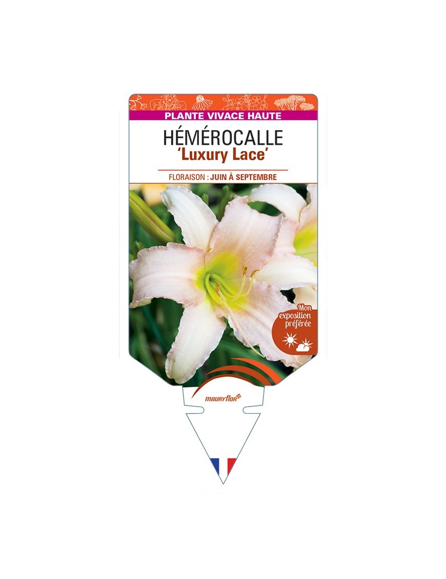 HEMEROCALLIS Luxury Lace