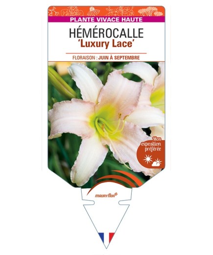 HEMEROCALLIS Luxury Lace