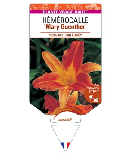 HEMEROCALLIS Mary Guenther