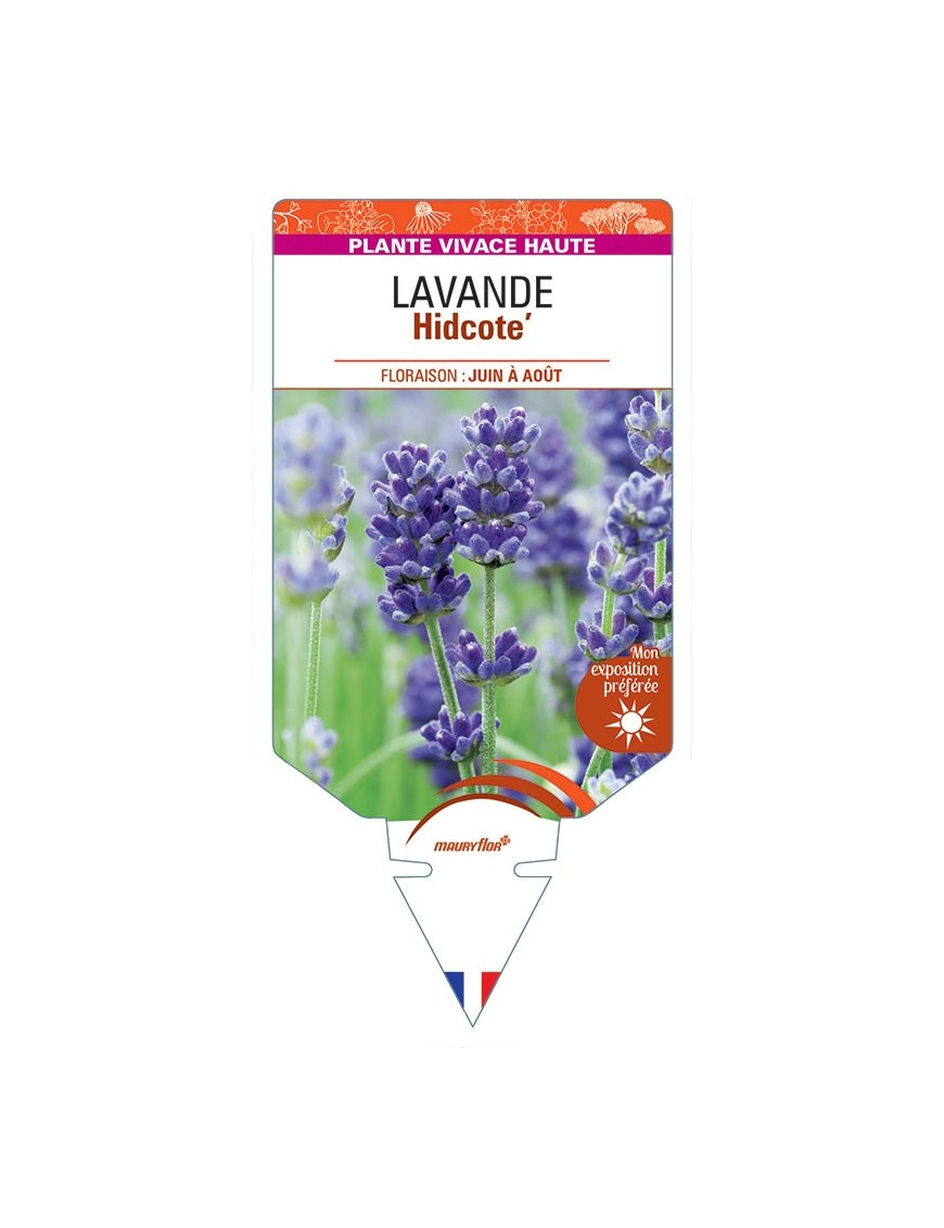 LAVANDULA (angustifolia bleu) 'Hidcote'