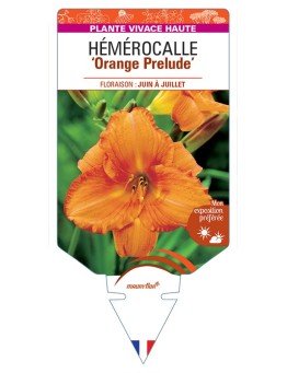 HEMEROCALLIS Orange Prelude