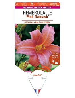 HEMEROCALLIS Pink Damask