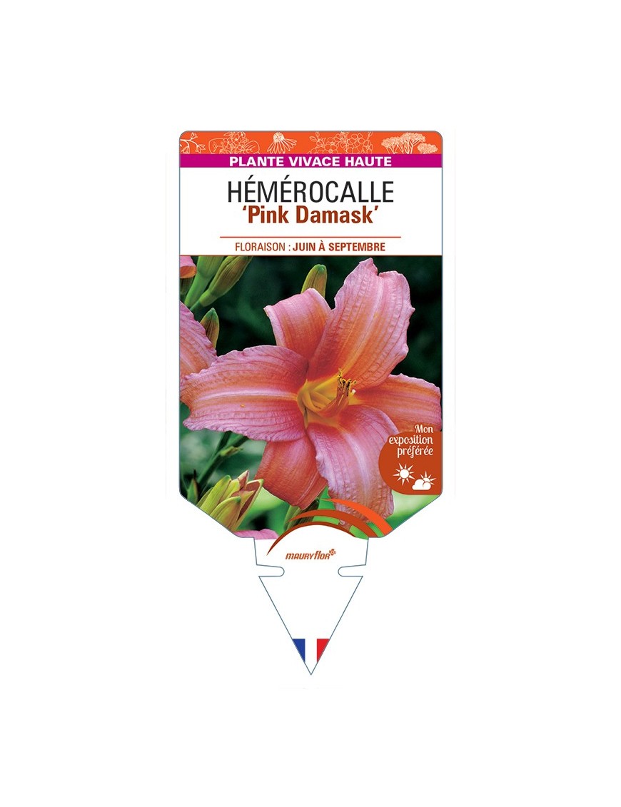 HEMEROCALLIS Pink Damask