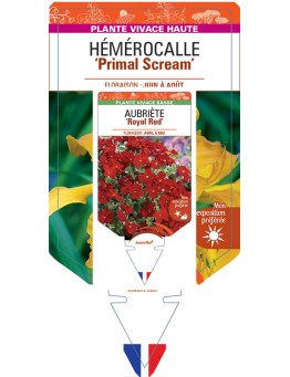 HEMEROCALLIS Primal Scream