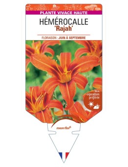 HEMEROCALLIS Rajah