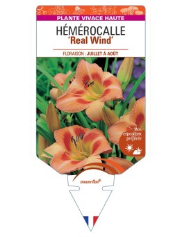 HEMEROCALLIS Real Wind