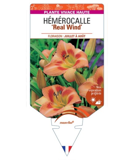 HEMEROCALLIS Real Wind