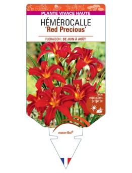HEMEROCALLIS Red Precious