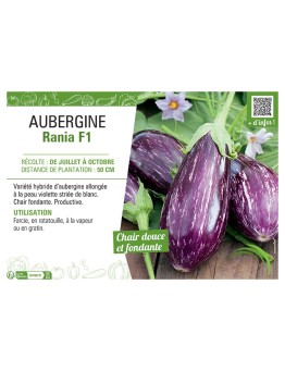 AUBERGINE RANIA F1