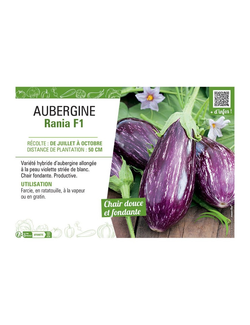 AUBERGINE RANIA F1