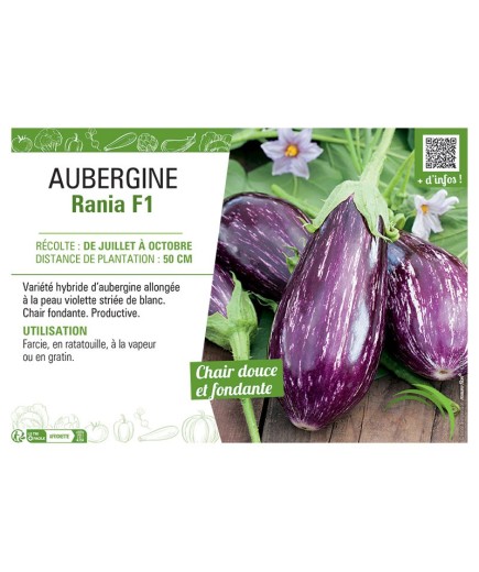AUBERGINE RANIA F1