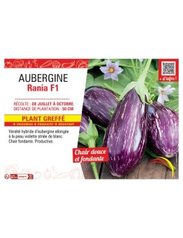AUBERGINE RANIA F1 Plant greffé